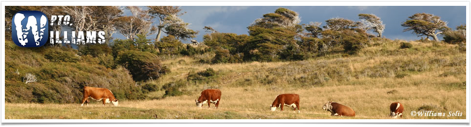 Puerto Williams