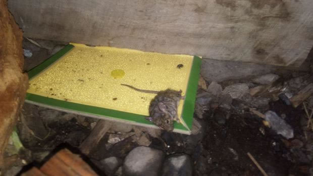 Autoridad provincial descarta “plaga” de ratones en Puerto Williams